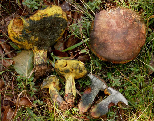 Boletus flavosanguineus Boletus flavosanguineus