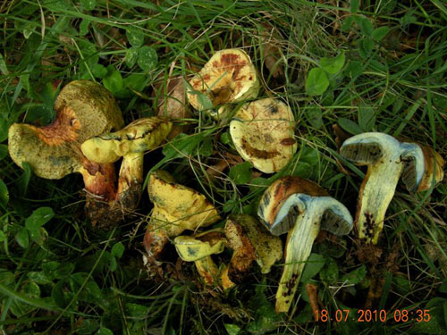 Boletus flavosanguineus Boletus flavosanguineus