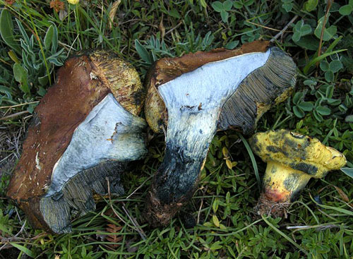 Boletus flavosanguineus Boletus flavosanguineus