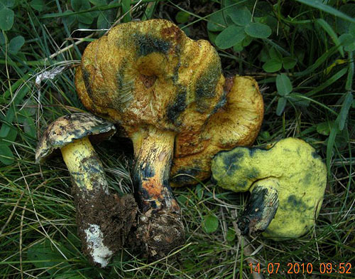 Boletus flavosanguineus Boletus flavosanguineus