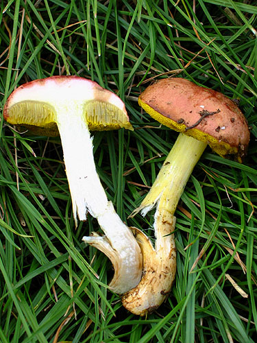 Aureoboletus gentilis Aureoboletus gentilis