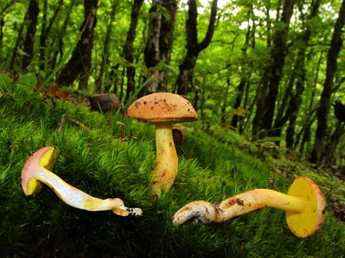Aureoboletus gentilis Aureoboletus gentilis