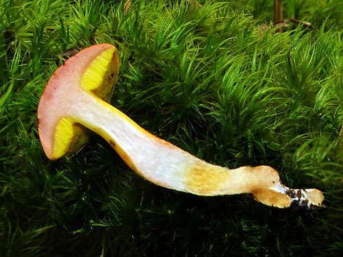 Aureoboletus gentilis Aureoboletus gentilis