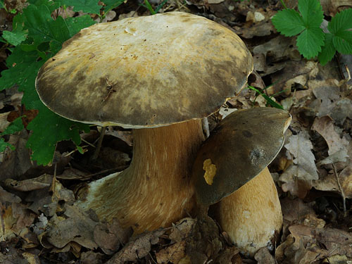 Boletus aereus Boletus aereus