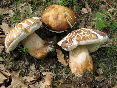 Boletus aereus Boletus aereus