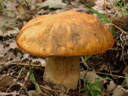 Boletus aereus Boletus aereus