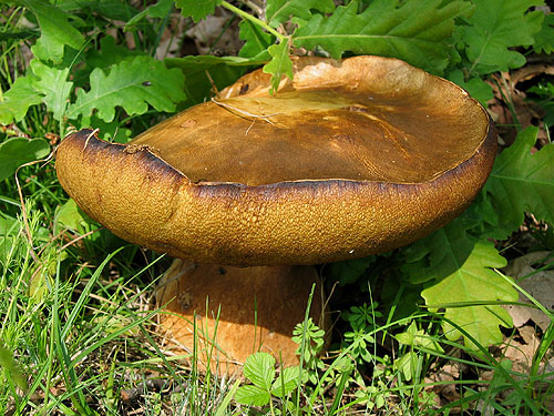 Boletus aereus Boletus aereus