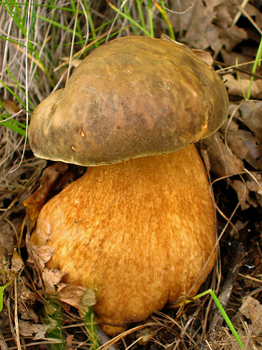 Boletus aereus Boletus aereus