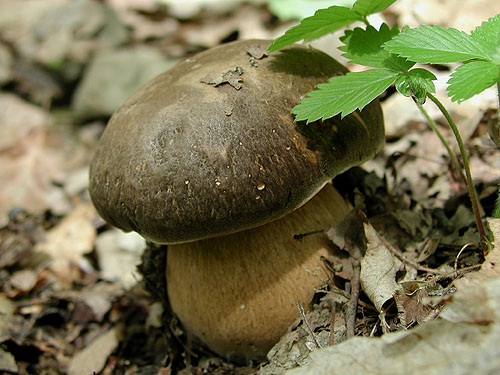 Boletus aereus Boletus aereus