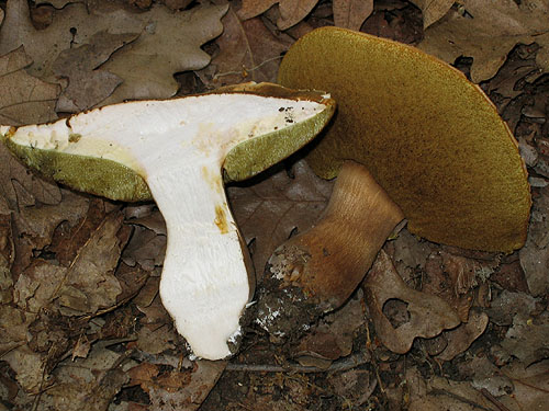 Boletus aereus Boletus aereus