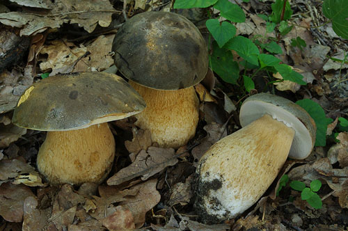 Boletus aereus Boletus aereus