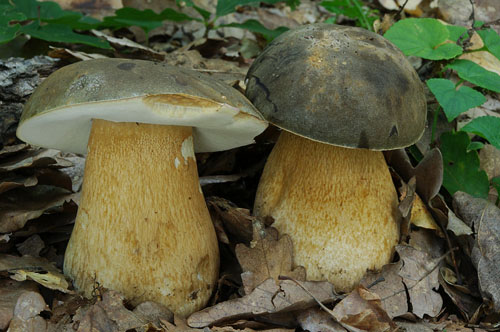 Boletus aereus Boletus aereus