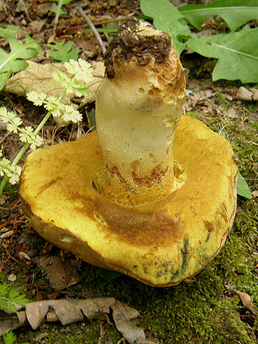 Boletus appendiculatus Boletus appendiculatus