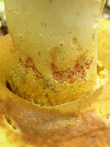 Boletus appendiculatus Boletus appendiculatus