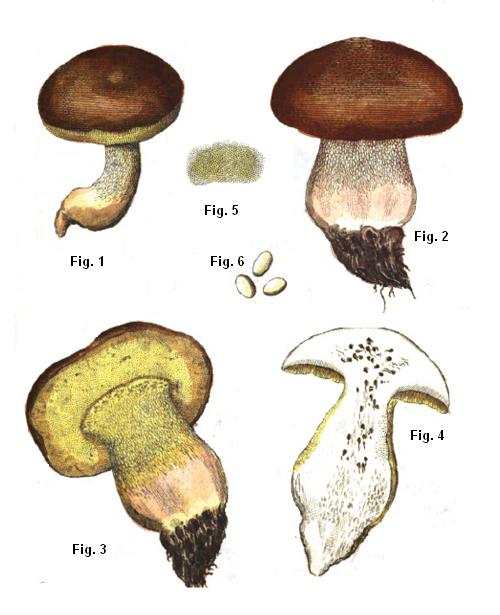 Boletus appendiculatus Boletus appendiculatus