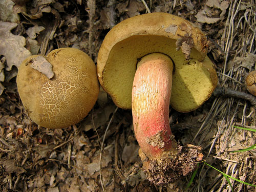 Boletus calopus