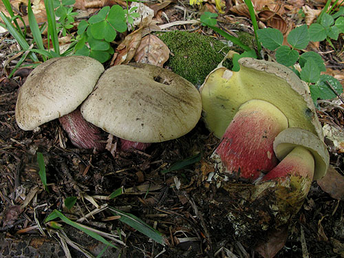 Boletus calopus