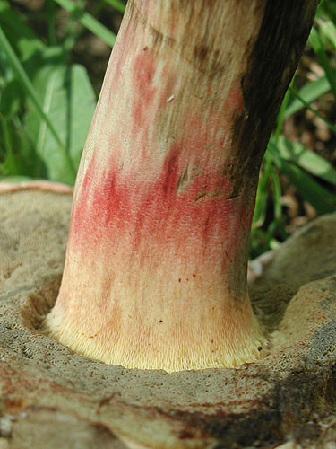 Boletus calopus f. ereticulatus