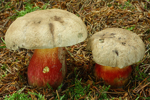 Boletus calopus