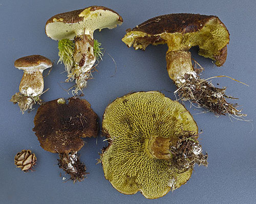 Boletinus cavipes Boletinus cavipes