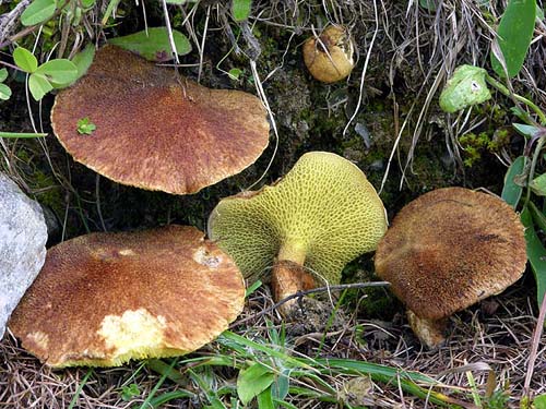 Boletinus cavipes Boletinus cavipes