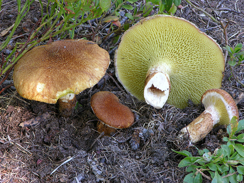 Boletinus cavipes Boletinus cavipes