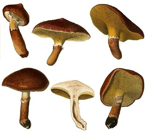 Boletinus cavipes Boletinus cavipes