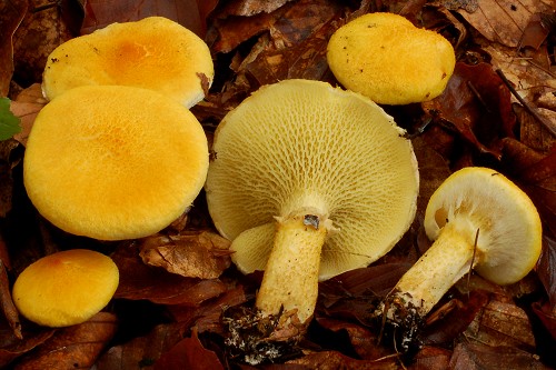 Boletinus cavipes Boletinus cavipes