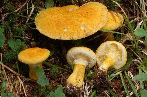 Boletinus cavipes Boletinus cavipes