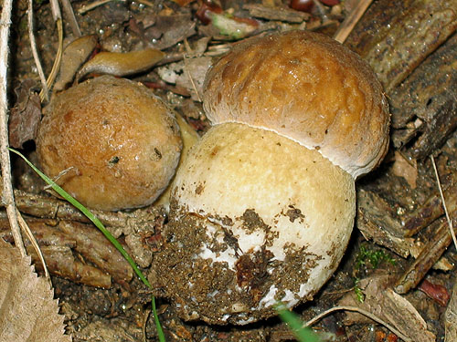 Boletus depilatus Boletus depilatus