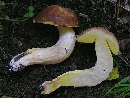 Boletus depilatus Boletus depilatus