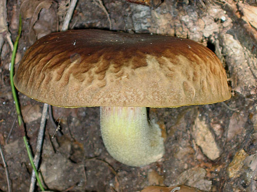 Boletus depilatus Boletus depilatus