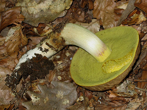 Boletus depilatus Boletus depilatus