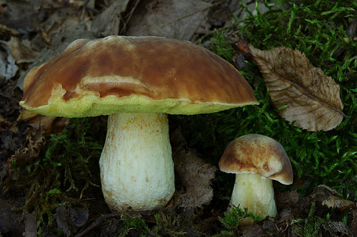 Boletus depilatus Boletus depilatus