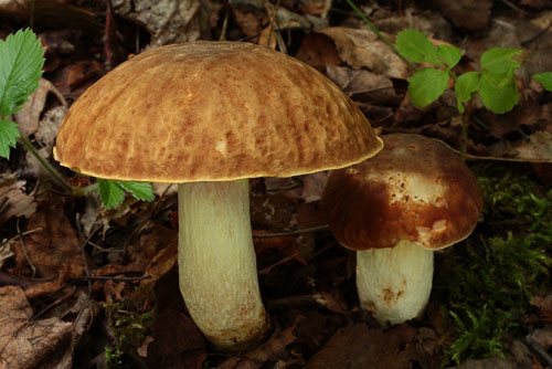 Boletus depilatus Boletus depilatus