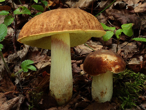 Boletus depilatus Boletus depilatus