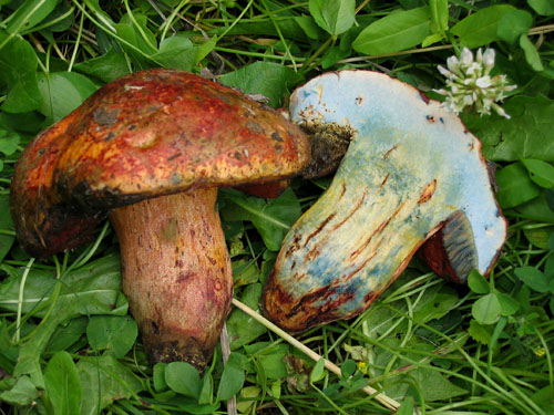 Boletus dupainii