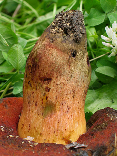 Boletus dupainii