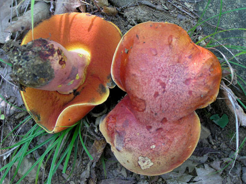 Boletus dupainii