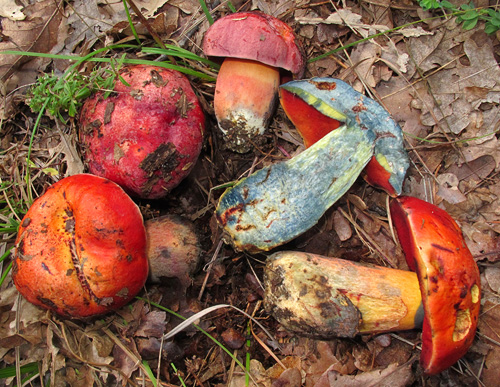 Boletus dupainii