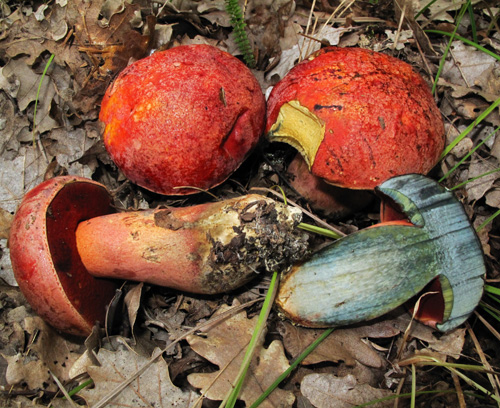 Boletus dupainii