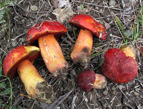 Boletus dupainii