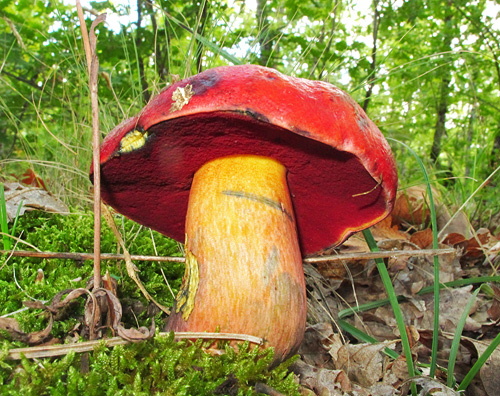 Boletus dupainii