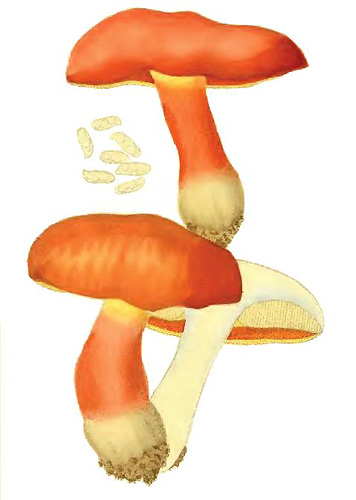 Boletus dupainii