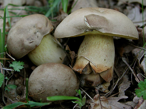 Boletus fechtneri Boletus fechtneri