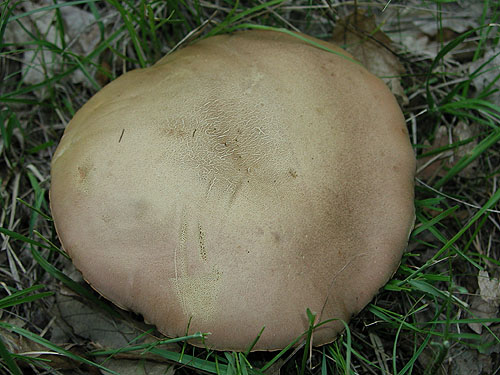 Boletus fechtneri Boletus fechtneri