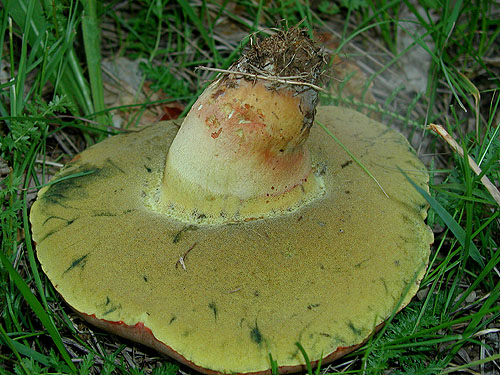 Boletus fechtneri Boletus fechtneri