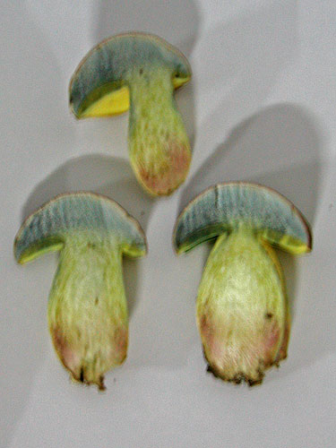 Boletus fechtneri Boletus fechtneri