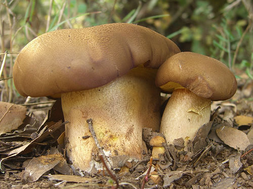 Boletus fragrans