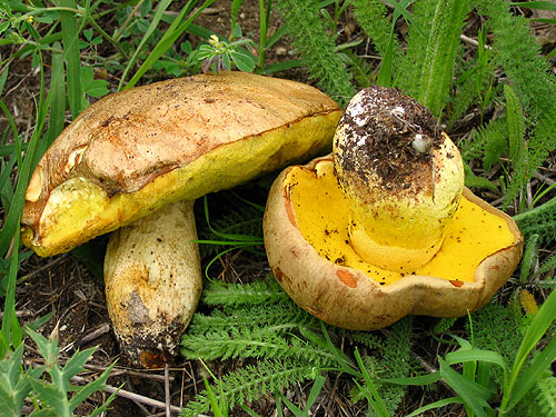 Boletus impolitus Boletus impolitus